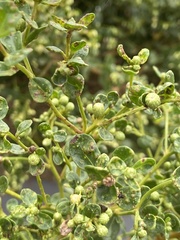 Aceria baccharipha