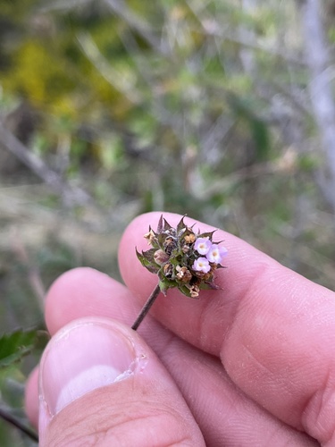Brushland shrubverbena (Lantana achyranthifolia)