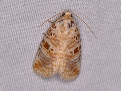 Diastema tigris