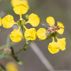 Phthiriinae