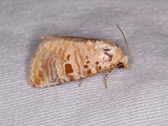 Diastema tigris