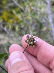 Lantana achyranthifolia