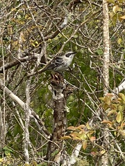 Mimus melanotis
