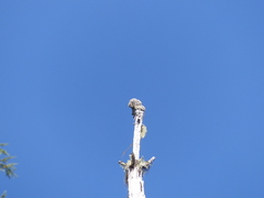 Acroscyphus sphaerophoroides