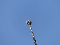 Acroscyphus sphaerophoroides