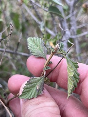 Lantana achyranthifolia