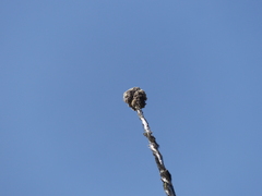 Acroscyphus sphaerophoroides