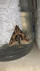 Xylophanes maculator