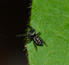 Paraphidippus aurantius
