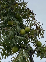 Juglans hindsii
