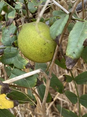 Juglans hindsii