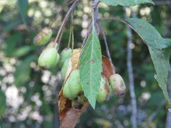 Malus fusca