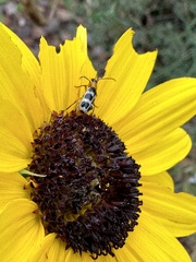 Paranapiacaba tricincta