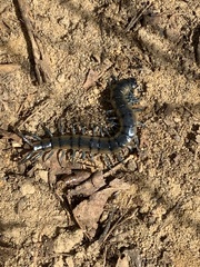 Scolopendra viridis