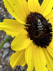 Paranapiacaba tricincta