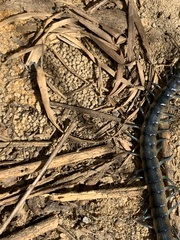 Scolopendra viridis