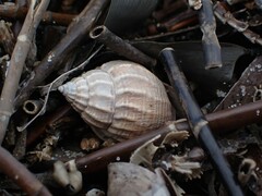Nassarius pauperatus