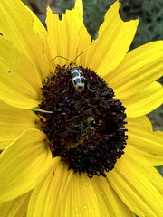 Paranapiacaba tricincta