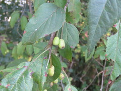 Malus fusca