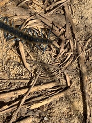 Scolopendra viridis