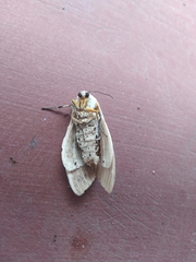 Creatonotos transiens