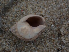 Nassarius pauperatus