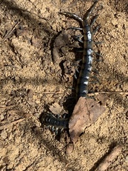 Scolopendra viridis