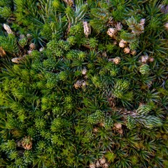 Selaginella watsonii