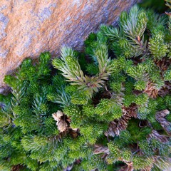 Selaginella watsonii