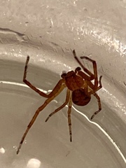 Xysticus