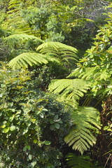 Cyatheaceae