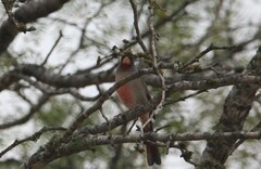 Cardinalis sinuatus