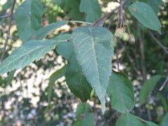 Malus fusca