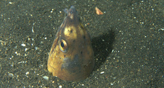 Ophichthus altipennis