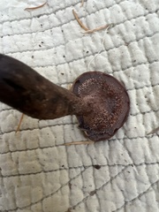 Hydnellum fuscoindicum