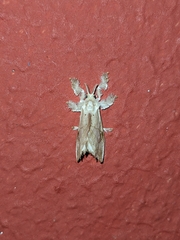 Zygaenoidea