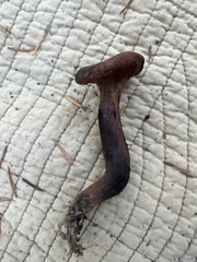 Hydnellum fuscoindicum