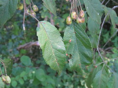 Malus fusca