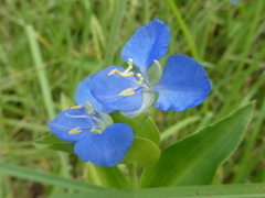 Commelina cyanea