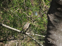 Myiarchus swainsoni