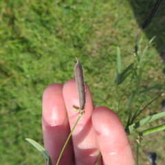 Strophostyles leiosperma