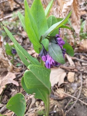 Mertensia virginica