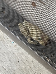 Osteopilus septentrionalis