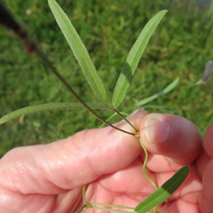Strophostyles leiosperma
