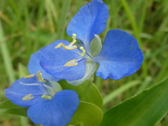 Commelina cyanea