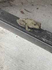 Osteopilus septentrionalis