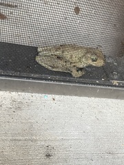 Osteopilus septentrionalis