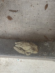 Osteopilus septentrionalis