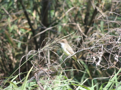 Myiarchus swainsoni