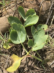 Peucedanum japonicum